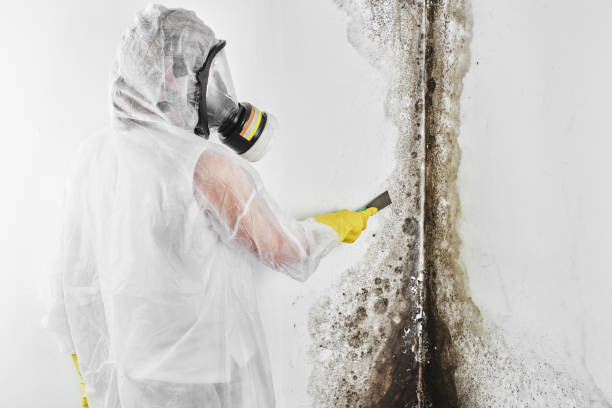 Best Mold Damage Repair  in Canadian Lakes, MI