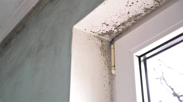Trusted Canadian Lakes, MI Mold Removal Experts