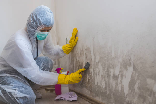 Best Mold Removal Company Near Me  in Canadian Lakes, MI