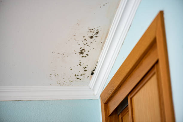 Best Local Mold Removal Service  in Canadian Lakes, MI