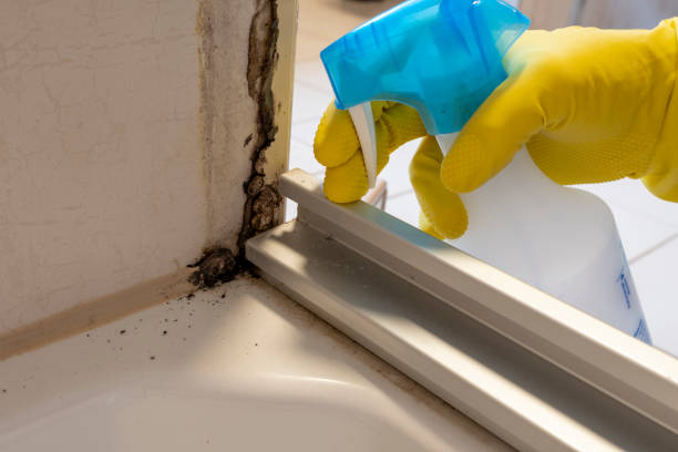 Best Fast Mold Removal  in Canadian Lakes, MI