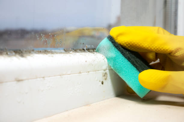 Best Mold Testing  in Canadian Lakes, MI