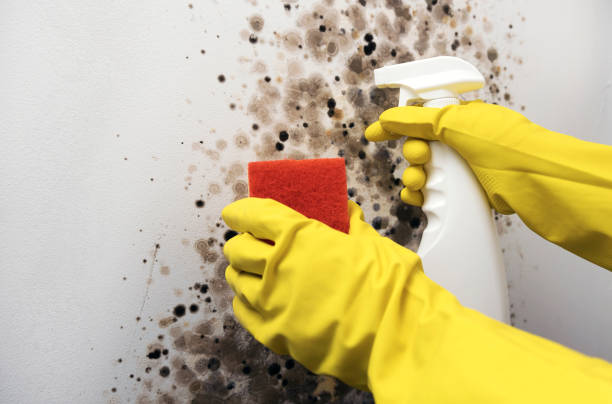 Best Office Mold Removal Services  in Canadian Lakes, MI